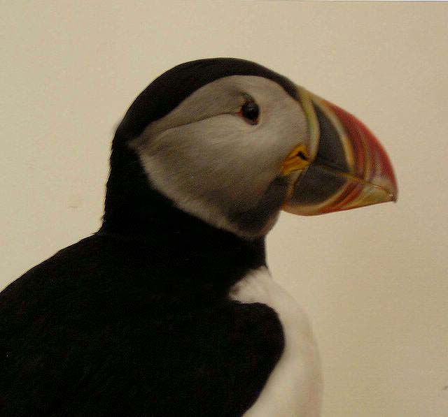 puffin2 [640x480].JPG